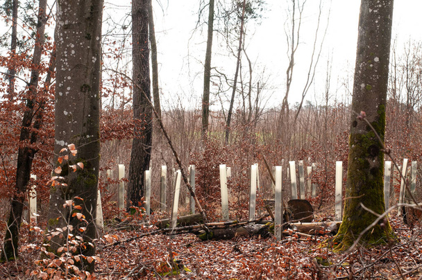 Kayın ormanlarında, plastik silindirlerle korunan genç ağaç fidanları. - Fotoğraf, Görsel