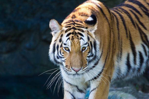 Portrait of Amur Tigers - Foto, Imagen