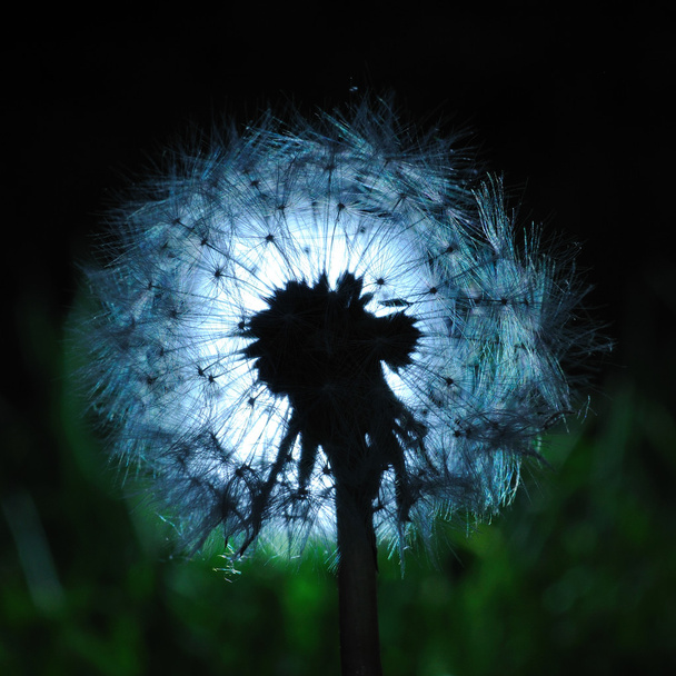Магія кульбаби садовий ліхтар
 - Фото, зображення
