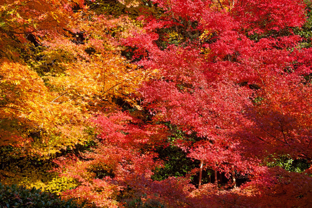 Coloridos árboles de arce de otoño
 - Foto, Imagen