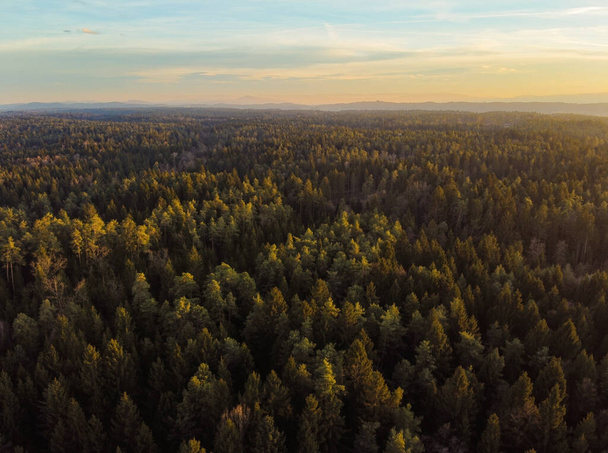 Autumn forest aerial view from above during sunset - Valokuva, kuva