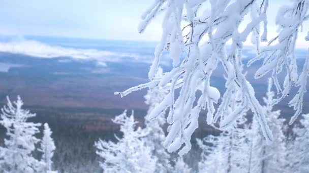 雪に覆われた枝。冬景色 - 映像、動画
