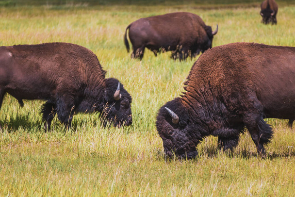 Uma manada de búfalos pastam na grama em um dia ensolarado no oeste de Montana. - Foto, Imagem