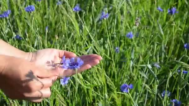 ruka modrý květ - Záběry, video