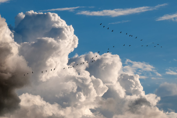 Мигрирующие птицы
 - Фото, изображение