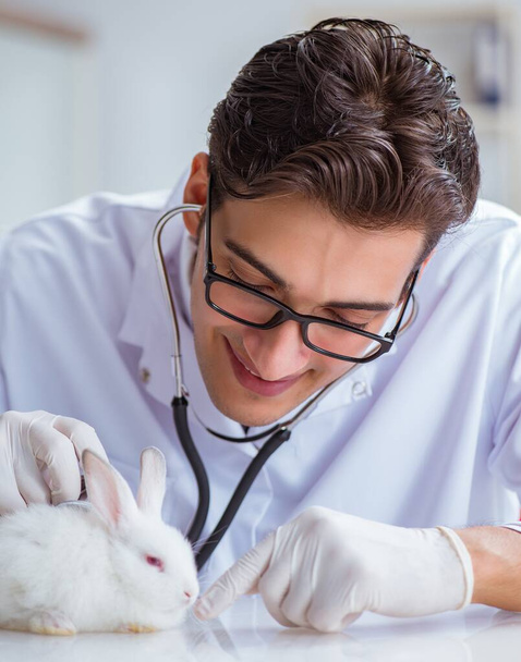 Ветеринар осматривает кролика в зообольнице - Фото, изображение