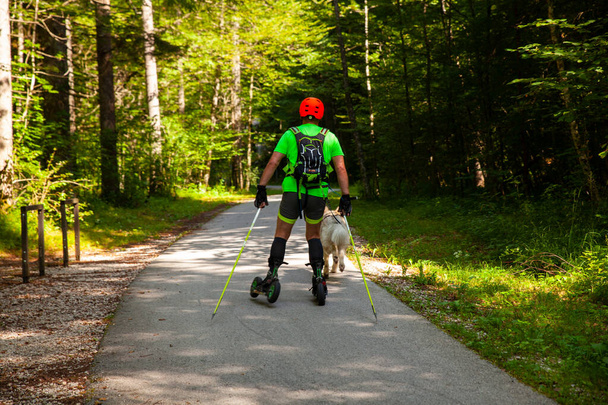 Man en zijn hond op rolschaatsen in de zomer op het pad van Bohinj bos, Slovenië - Foto, afbeelding