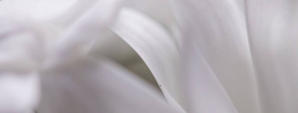 Fehér százszorszép virág virágos és virágos szirmok tavasszal, természet és botanikai háttér - Fotó, kép