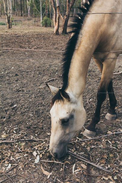 Λευκό άλογο με μακρύ πορτραίτο χαίτης σε κίνηση. Ισπανικό άλογο, ανδαλουσιανό - Φωτογραφία, εικόνα