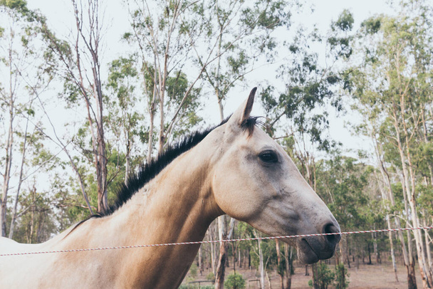 Cavallo bianco con lungo ritratto di criniera in movimento. Cavallo spagnolo, andaluso
 - Foto, immagini