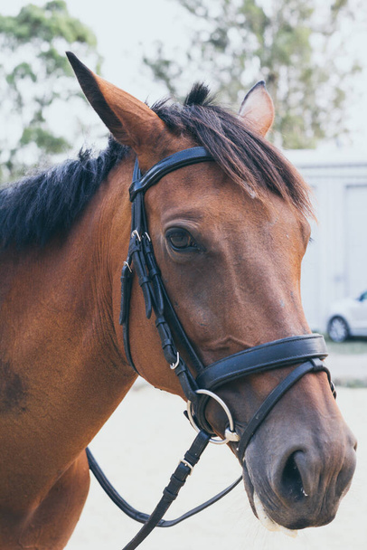 Belo retrato de cavalo marrom no fundo do campo. Cavalos espanhóis
 - Foto, Imagem