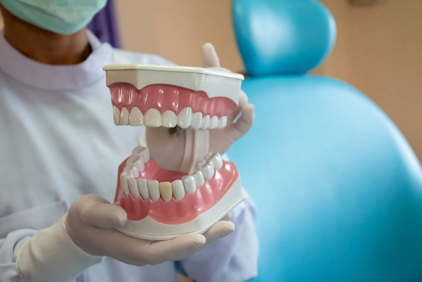 Dentures in dental clinics Dentists use it to communicate with patients. - Photo, Image