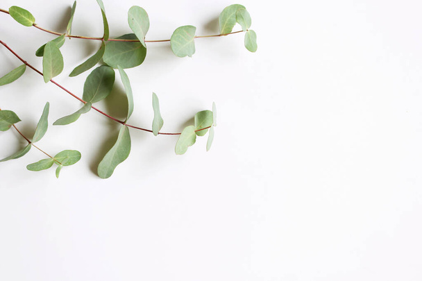Frame, corner made of green Eucalyptus leaves and branches on white background. Floral composition. Feminine styled stock flat lay image, top view,copy space. - Photo, Image