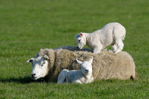овцы - Фото, изображение