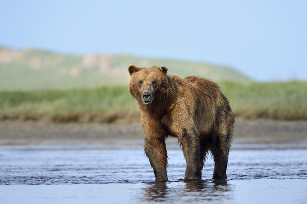 medvěd grizzly - Fotografie, Obrázek