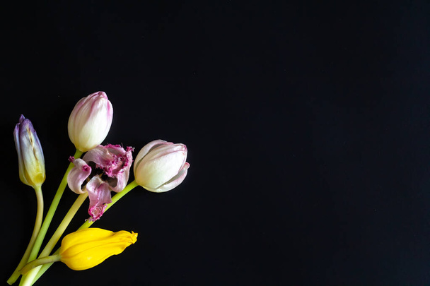 Vintage realistic closeup of colorful yellow rose violet wilted flowers tulips for wallpaper design. Vintage design element. Isolated black background. Decoration element. Floral wallpaper.  - Photo, Image