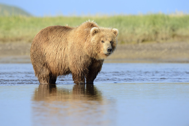 medvěd grizzly - Fotografie, Obrázek