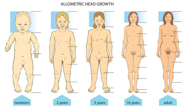 体の人間の割合の全数的成長-誕生から大人まで. - ベクター画像