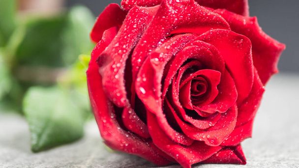 Τριανταφυλλιά με κόκκινα πέταλα, άνοιξη. Τριαντάφυλλα σε φόντο λουλουδιών, λουλουδάτο. Ημέρα του Αγίου Βαλεντίνου, αγάπη, ειδύλλιο. Ανθοπωλείο, ανθοπωλείο ή ανθοπωλείο. Άνοιξη, καλοκαιρινά άνθη, ανθοφόρα φυτά - Φωτογραφία, εικόνα