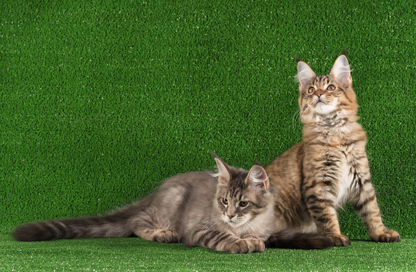 Maine Coon kittens over bright green grass background - Valokuva, kuva