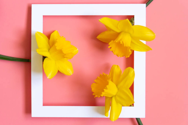 três narcisos amarelos com moldura branca no conceito de cartão de saudação de primavera de fundo rosa
 - Foto, Imagem