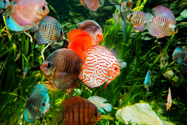 poissons de discus dans l'aquarium, poissons tropicaux. Symphysodon discus de l'Amazone. Diamant bleu, peau de serpent, turquoise rouge et plus - Photo, image
