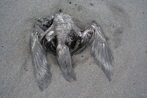 Czarny martwy ptak leży na plaży z czarnym wulkanicznym piaskiem na Teneryfie, Wyspy Kanaryjskie, Hiszpania - Zdjęcie, obraz