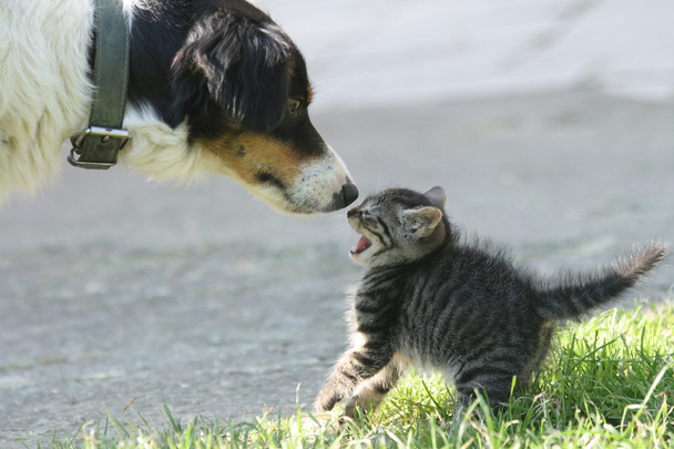Gato y perro
 - Foto, imagen