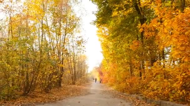 The guy with the girl are photographed in the autumn park. Slow motion - 映像、動画