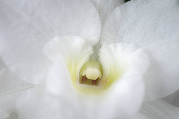 kleine weiße Orchidee, Orchidee dendrobium nobile, Blume isoliert auf grauem Hintergrund - Foto, Bild