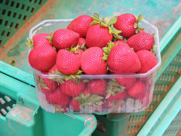 клубника (Fragaria x ananassa) фрукты вегетарианской пищи в пластиковой коробке на продажу
 - Фото, изображение