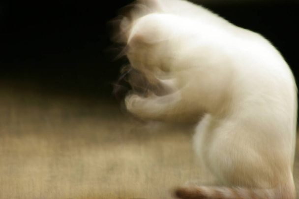 白い猫は彼の顔を掃こうとしている。クモの巣に侵入した後 - 写真・画像