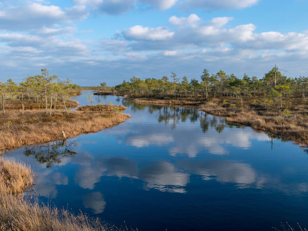 Ainda água com árvores na terra do pântano do Parque Nacional Kemeri, na Letônia, em uma tarde clara e ensolarada no final da primavera
 - Foto, Imagem