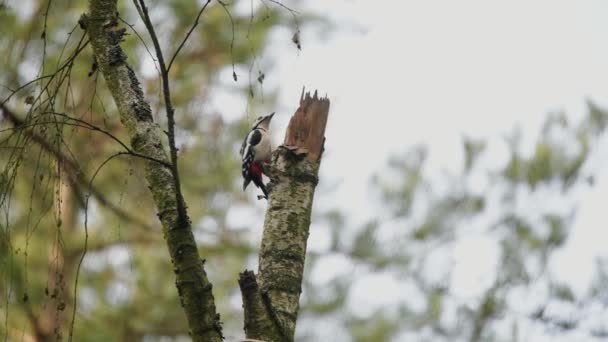 Great Spotted Woodpecker is looking for a food in autumn forest. - Felvétel, videó