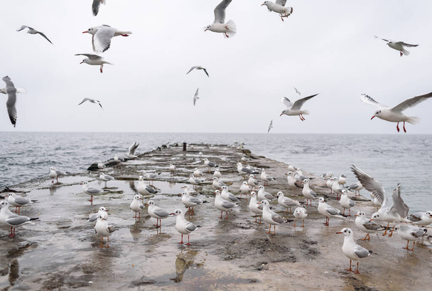 seagulls on the beach - Photo, Image