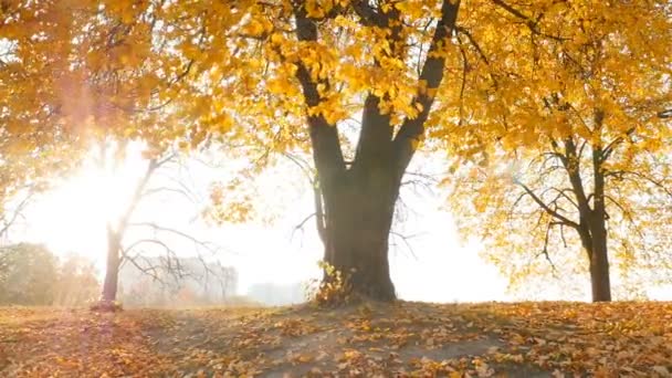 The rays of the sun shine through the trees. Beautiful autumn park. Camera in motion - 映像、動画