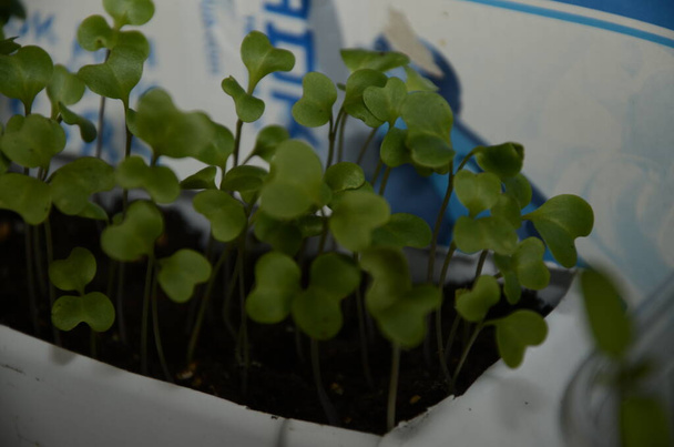 Plastik kaplar ve kaplarda sebze yetiştiren bitkiler.. - Fotoğraf, Görsel
