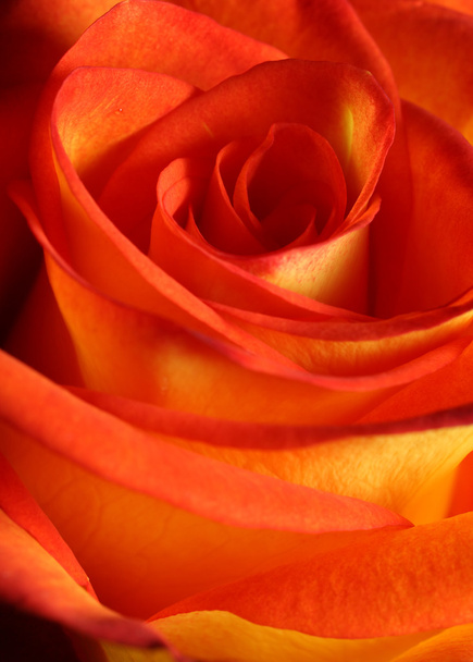 Роза крупным планом
 - Фото, изображение