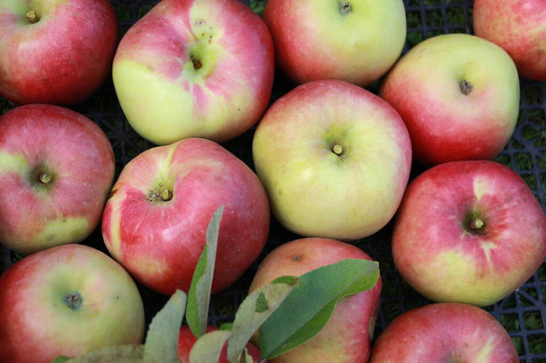 récolte de grosses pommes rouges dans le jardin
 - Photo, image