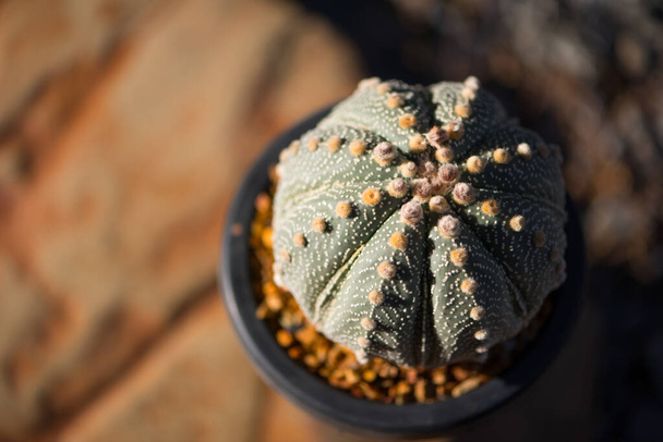Astrophytum asterias "KABUTO" cactus in flower pot - Photo, Image