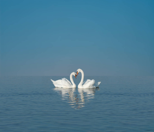 two white swans on blue lake, empty space for text, concept love, romanticism or valentine day - Фото, изображение