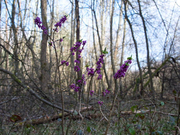 In the early spring, the Wawrzynek wolf (Daphne mezereum L.) with an aromatic smell blooms in the wet valleys of streams. - Photo, Image