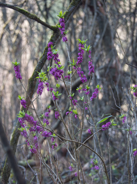Kora tavasszal a Wawrzynek farkas (Daphne mezereum L.) illata virágzik a patakok nedves völgyeiben.. - Fotó, kép