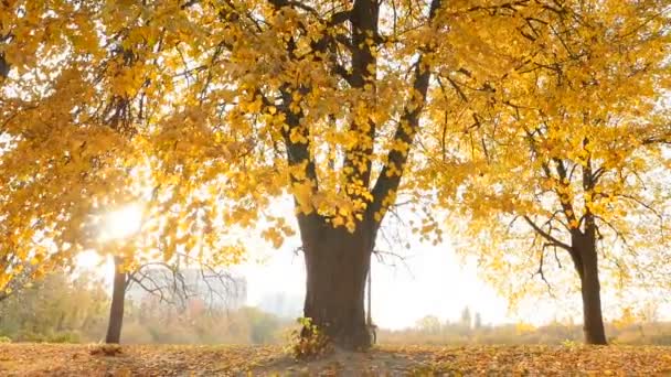Прекрасний осінній пейзаж. Яскраві промені сонця через листя дерев. Повільний рух
 - Кадри, відео