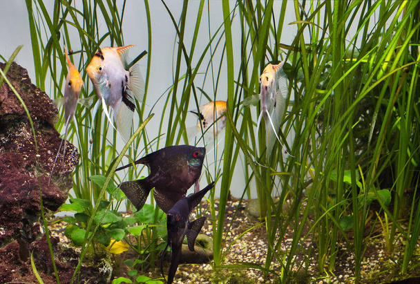 Poisson, angélique en haute vallisneria en aquarium avec pierre
 - Photo, image