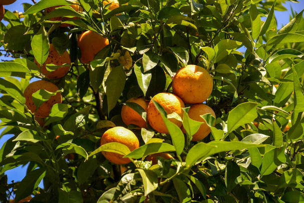Sok narancs lóg egy fán egy napsütéses napon. - Fotó, kép