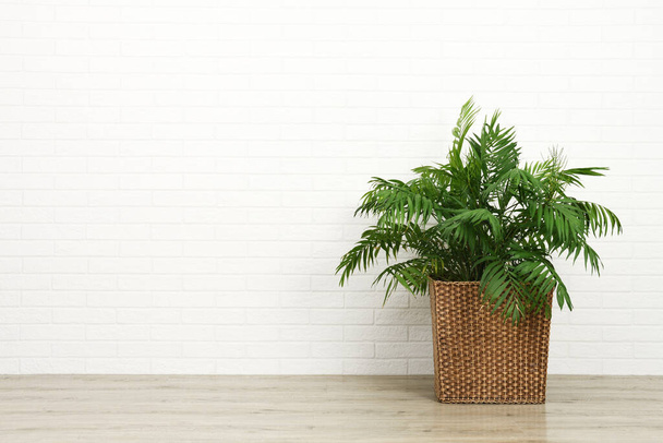 Hermosa palmera de planta de interior sobre fondo de pared de ladrillo blanco
 - Foto, Imagen