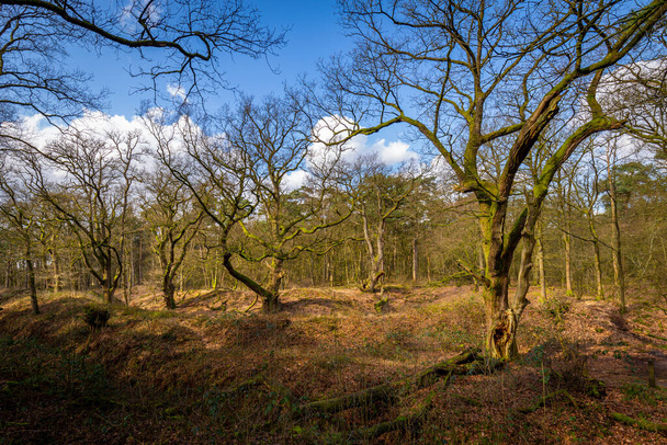 Wolfhezer heath nature momument area in Gelderland, Netherlands - Photo, Image