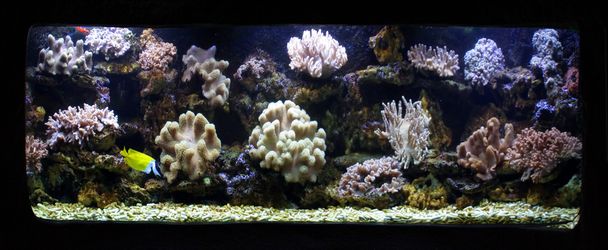 Aquarium corals reef - Photo, Image