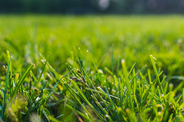 grass at sunset close-up. shallow depth of field - Photo, Image